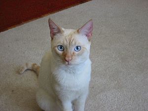 Archivo:Colorpoint Shorthair