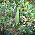 Correa glabra