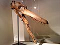 Crane pliosaurus
