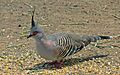 Crested pigeon442