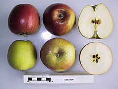 Cross section of Winston (LA), National Fruit Collection (acc. 1974-410).jpg