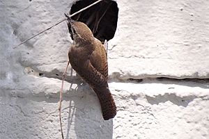 Archivo:Cucarachero Común (Troglodytes aedon)