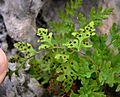 Cystopteris fragilis 3