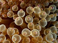 Entacmaea quadricolor (Bubble tip anemone)