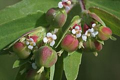 Archivo:Euphorbia nutans (Nickend-Wolfsmilch) IMG 8819