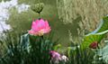 Flickr - brewbooks - Japanese Garden, Lotusland (1)