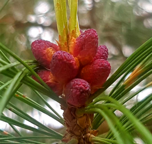 Archivo:Flowering pine cones