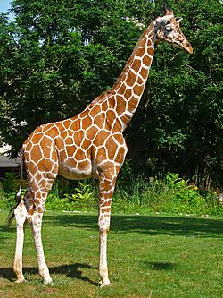 Archivo:Giraffa camelopardalis reticulata 01