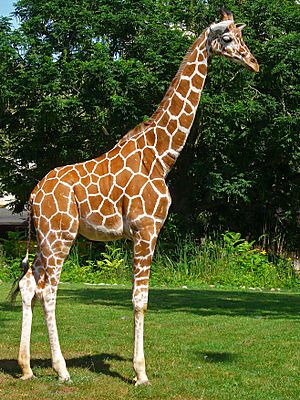 Giraffa camelopardalis reticulata 01.JPG