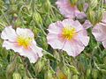 Helianthemum apenninum roseum1