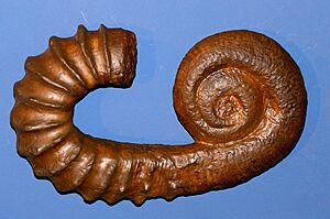 Archivo:Heteroceratidae indet