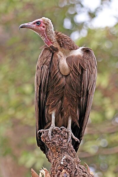 Hooded vulture (Necrosyrtes monachus)