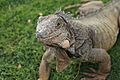 Iguana en el pasto del Parque Seminario