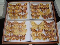 Archivo:Imperial moth variation sjh