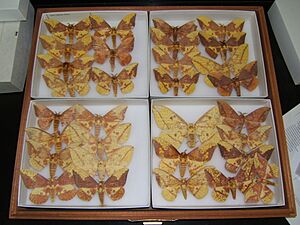 Archivo:Imperial moth variation sjh