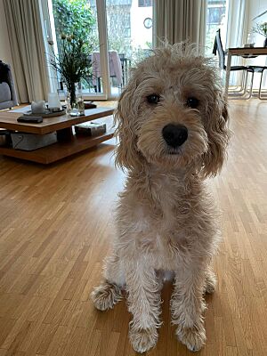 Archivo:LabradoodleKarl