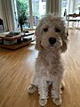 LabradoodleKarl
