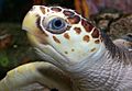 Loggerhead Sea Turtle (Caretta caretta) 