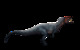Metricanthosaurus parkeri transparent.tif