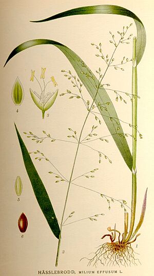 Archivo:Milium effusum