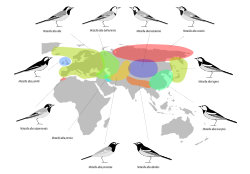 Distribución de las subespecies