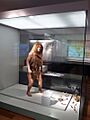 Museo Arqueológico de Asturias (6425222219)