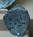 Museo de La Plata - Esquisto con haces de estaurolita