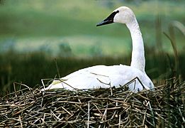 NPS Wildlife. Trumpeter Swan on Nest