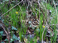 Narcissus munozii-garmendiae Habitat 180109 SierraMadrona