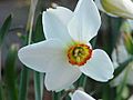 Narcissus poeticus actaea0
