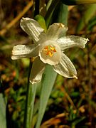 Narcissus tortifolius676