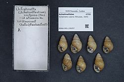 Naturalis Biodiversity Center - RMNH.MOL.239257 - Achatinella vulpina (Férussac, 1825) - Achatinellidae - Mollusc shell.jpeg
