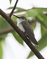 Olive-spotted Hummingbird