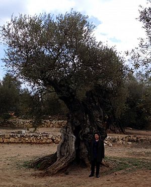 Archivo:Olivera mil·lenària a la partida de l'Arión, a Ulldecona