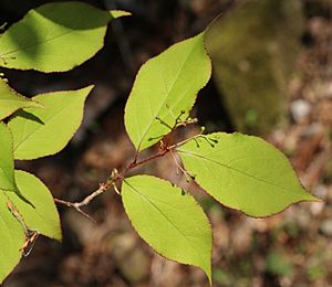 Archivo:Padus grayana leaves front