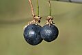 Passiflora suberosa Fruits