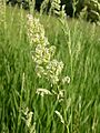 Phalaris arundinacea (3883207046)