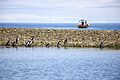Pingüinos de Magallanes (31659438202)