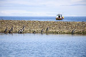 Archivo:Pingüinos de Magallanes (31659438202)