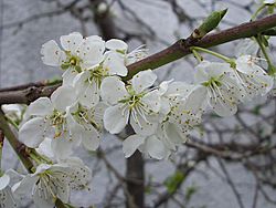 Archivo:Plum blossom - geograph.org.uk - 394734