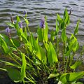 Pontederia cordata S