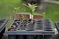 Positive phototropism in Quercus humboldtii seedlings
