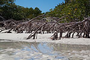 Archivo:Providenciales Mangrove Reflections