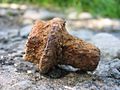 Rust screw
