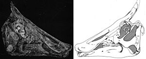 Archivo:Saurolophus skull