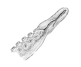 Scaeurgus patagiatus hectocotylus