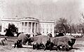 Sheeponthesouthlawn