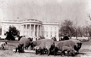 Archivo:Sheeponthesouthlawn