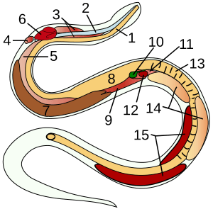 Archivo:Snake-anatomy
