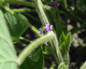 Archivo:Soybean flowers